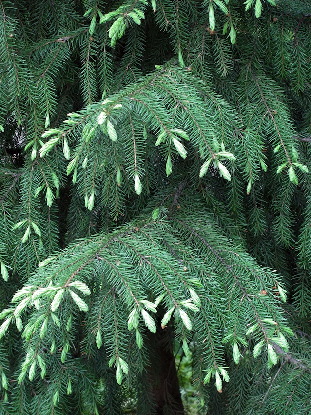 Изображение особи Picea omorika.