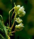 Cuscuta cesatiana