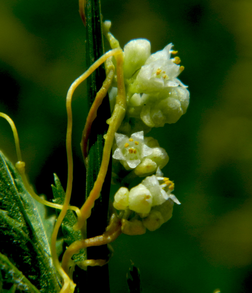 Изображение особи Cuscuta cesatiana.