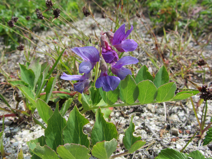 Image of Lathyrus japonicus specimen.