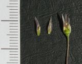Allium margaritae