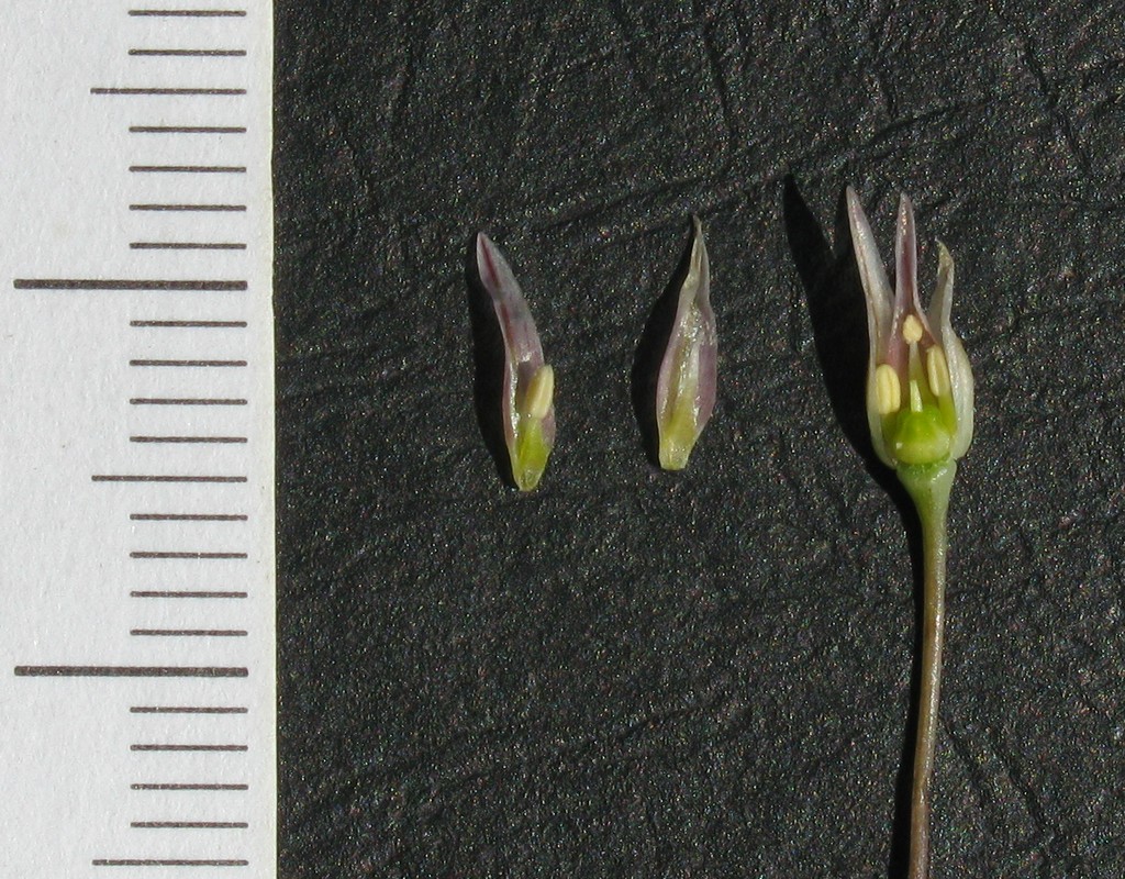 Image of Allium margaritae specimen.