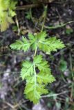 Aulacospermum simplex