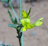 Image of taxon representative. Author is Юлай Табульдин