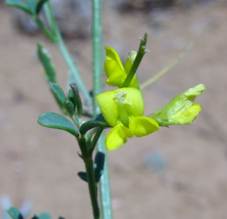 Изображение особи Medicago cancellata.