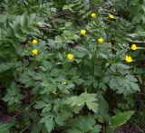 Ranunculus repens. Цветущее растение. Курская обл., г. Железногорск, городской парк. 9 июня 2006 г.