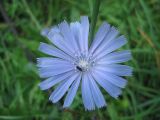 Cichorium intybus