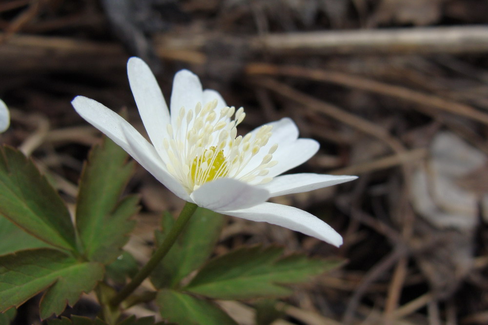 Image of Anemone altaica specimen.