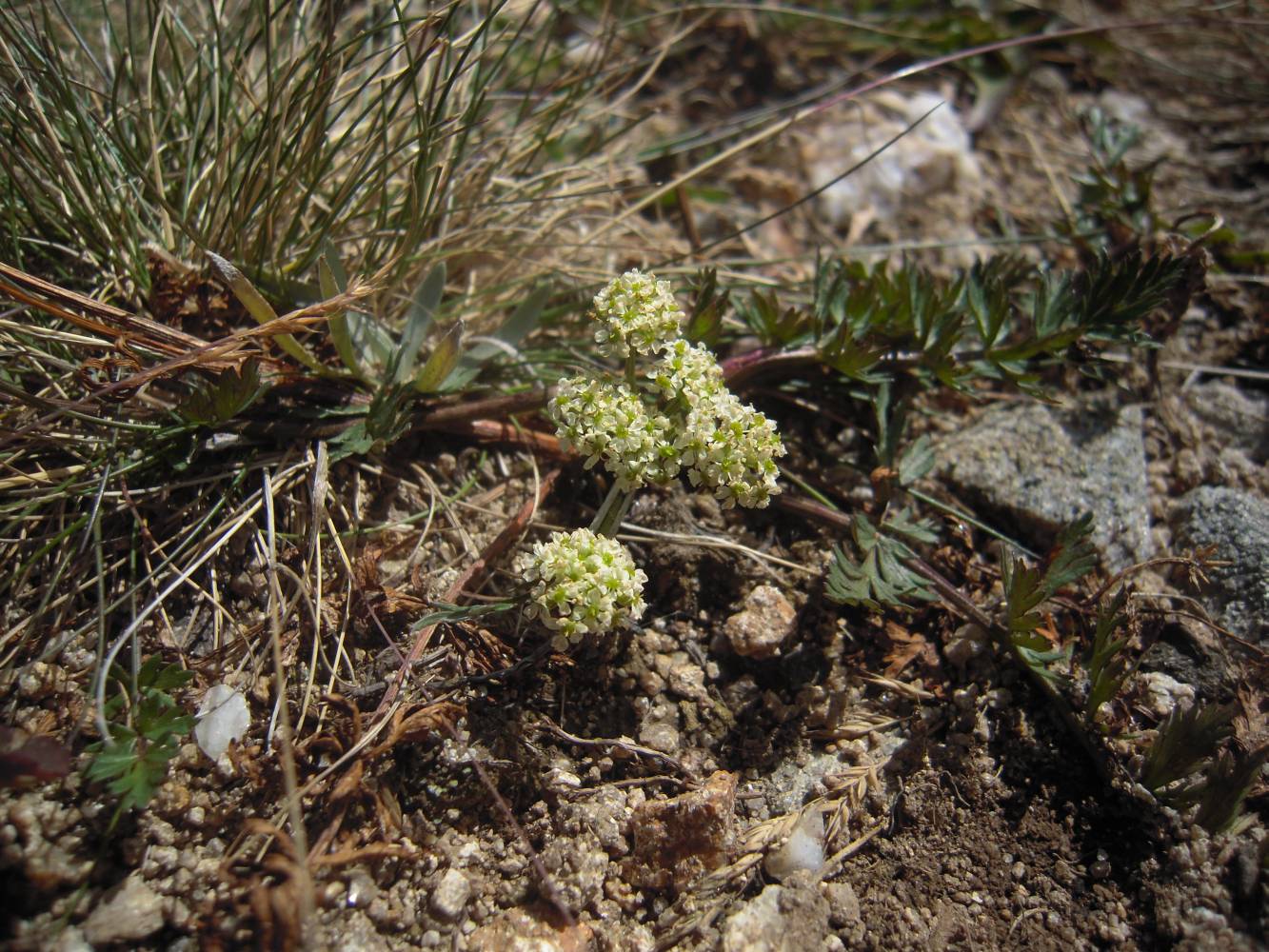 Изображение особи Chaerophyllum humile.