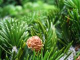 Picea ajanensis. Часть ветки с молодой шишкой. Сахалин, окр. г. Южно-Сахалинска. Июль 2012 г.