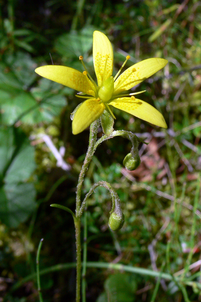 Image of Saxifraga hirculus specimen.