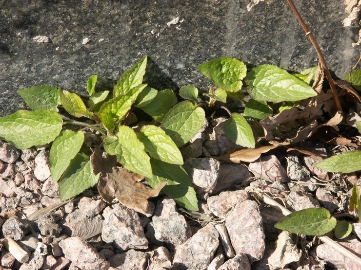 Изображение особи Campanula rapunculoides.