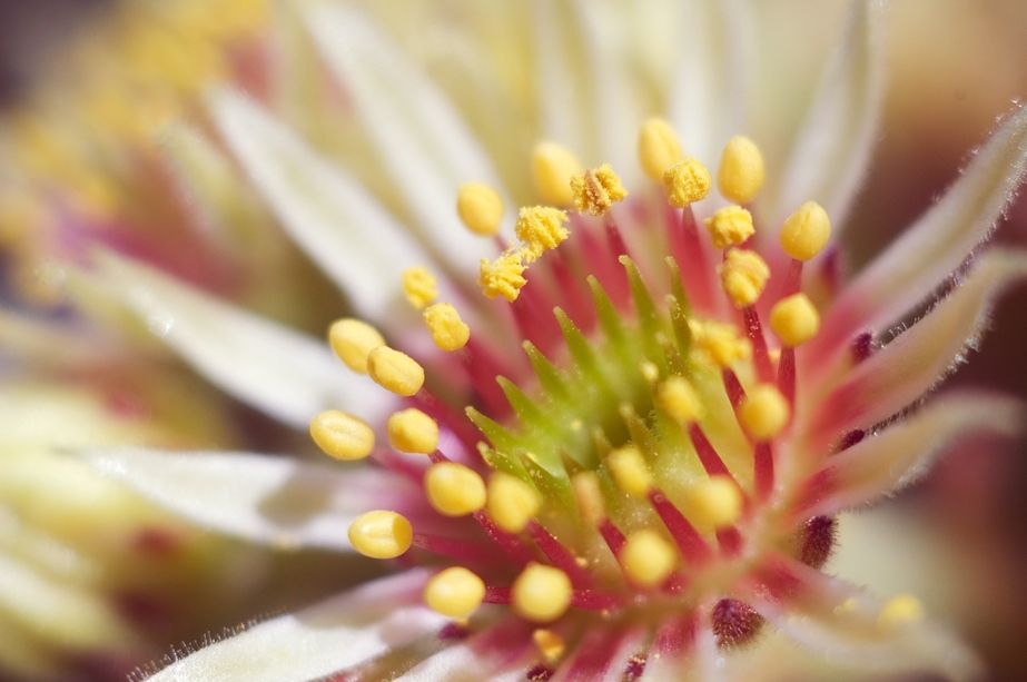 Image of Sempervivum ruthenicum specimen.