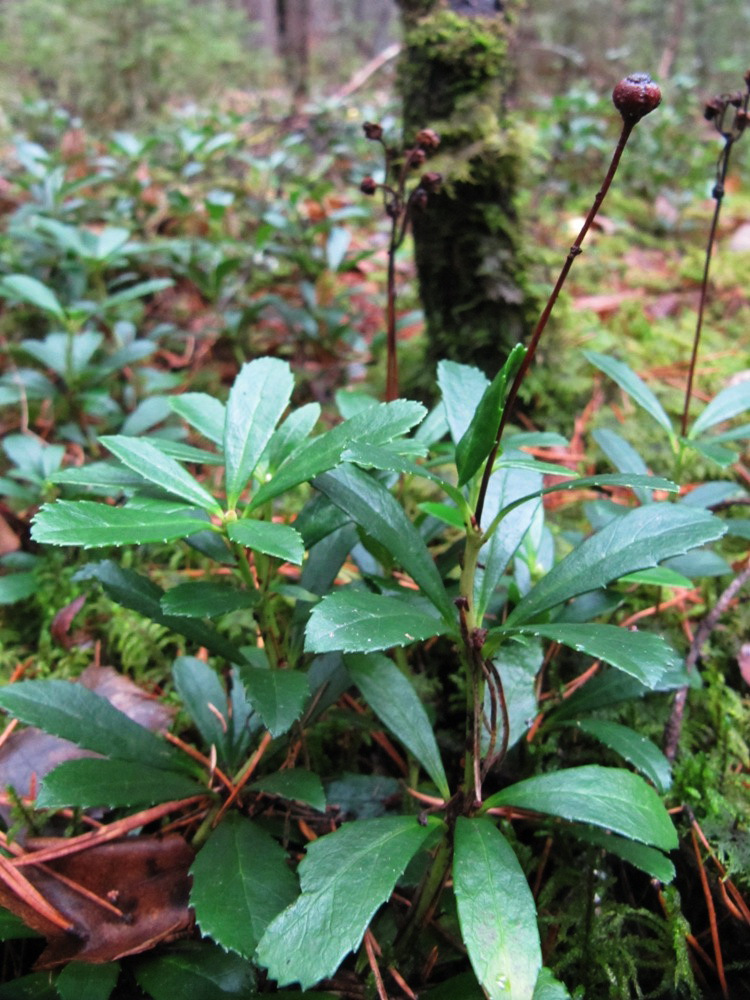 Изображение особи Chimaphila umbellata.