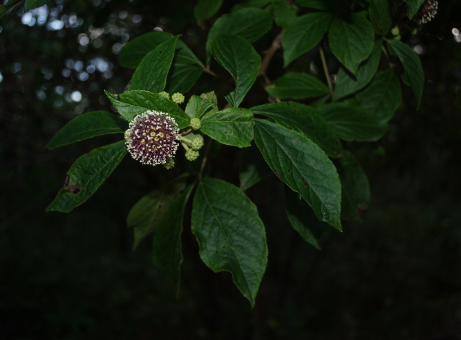 Изображение особи Eleutherococcus sessiliflorus.