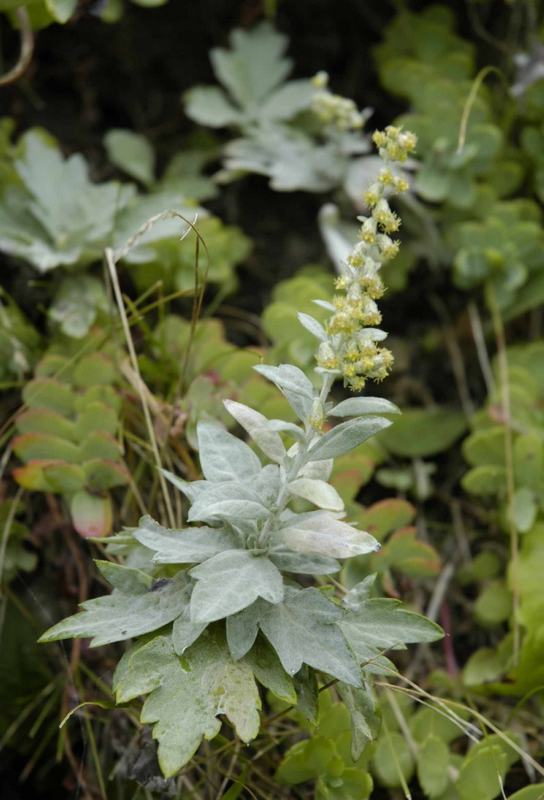 Изображение особи Artemisia koidzumii.