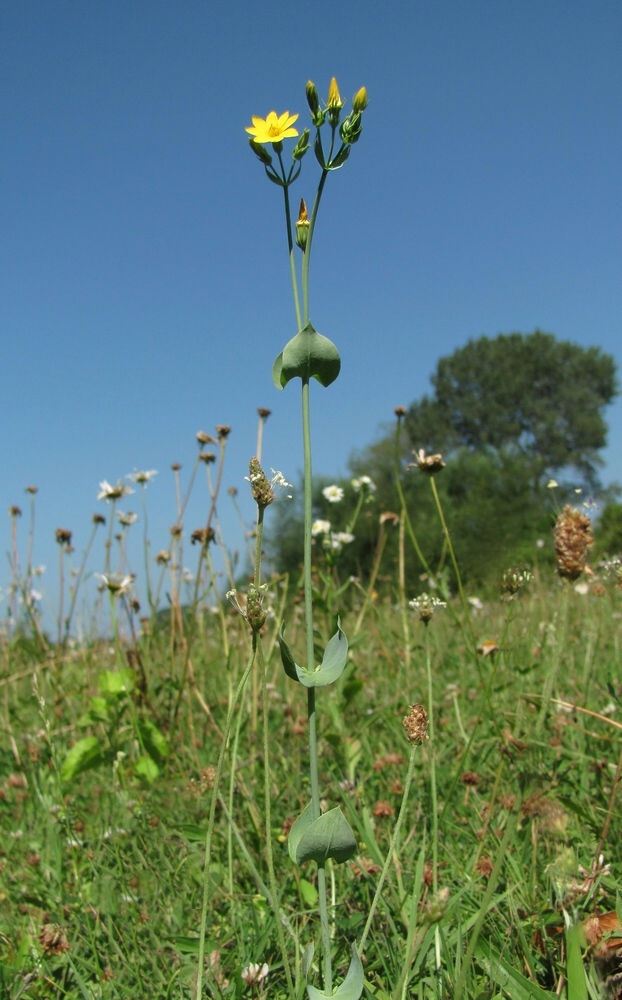 Изображение особи Blackstonia perfoliata.