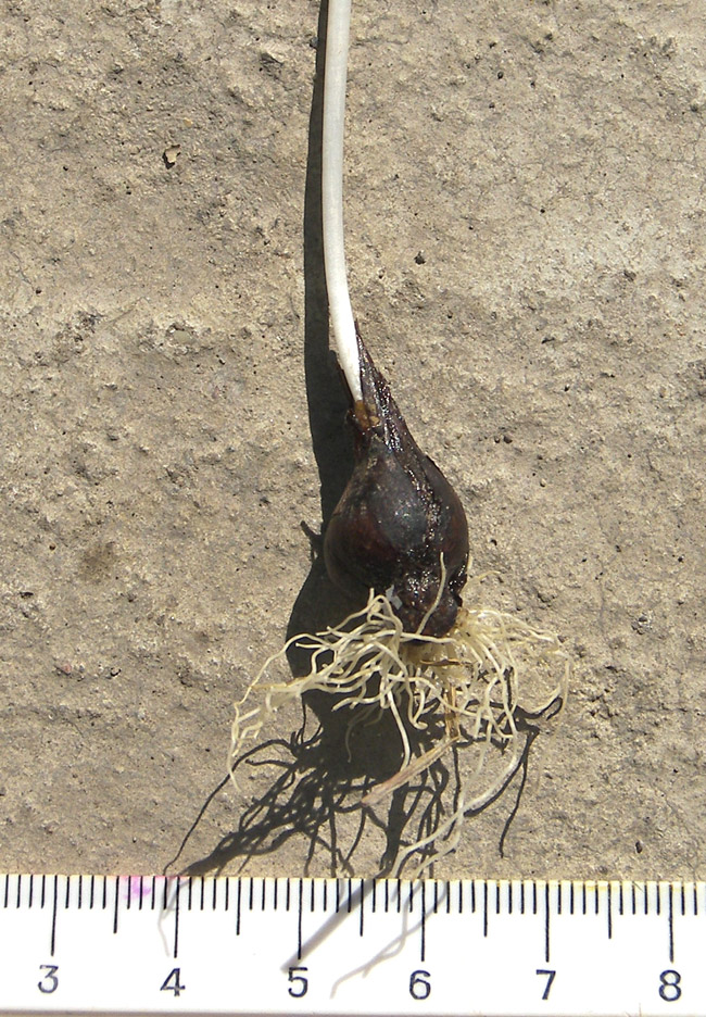 Image of Tulipa biebersteiniana specimen.