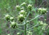Hieracium umbellatum. Верхушка зацветающего растения. Иркутская обл., г. Бодайбо, правый борт долины р. Витим, обочина грунтовой дороги. 14.07.2012.