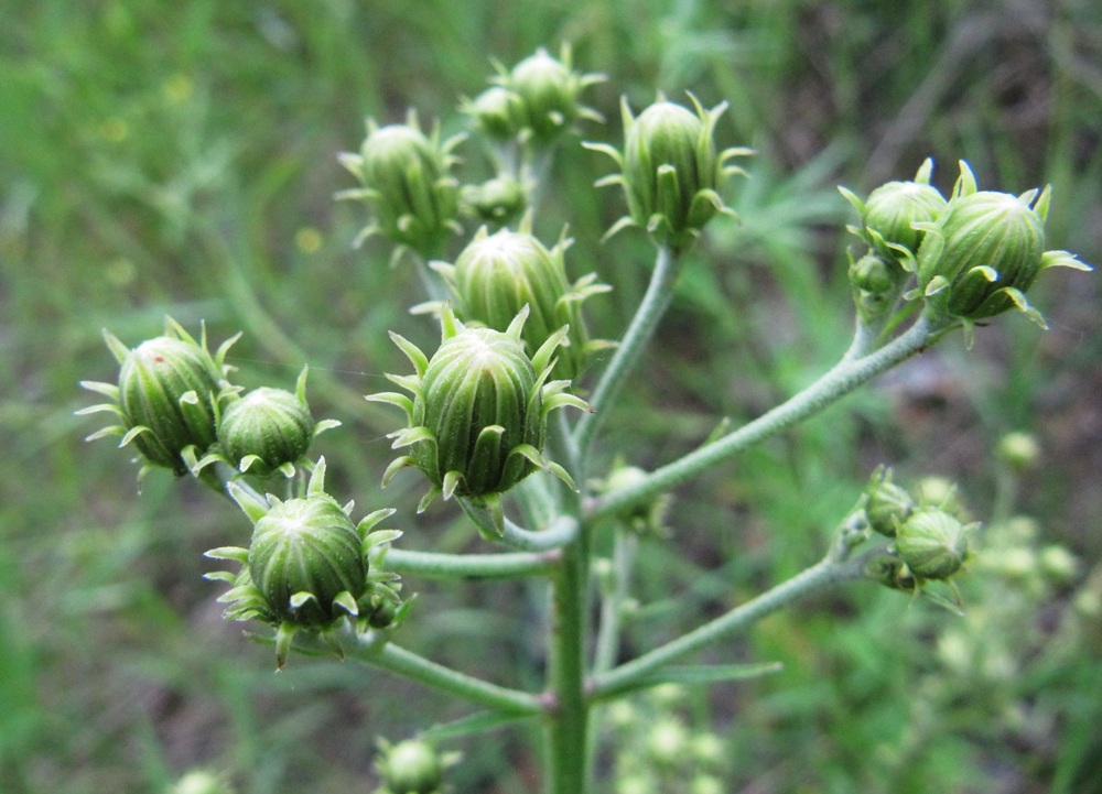 Изображение особи Hieracium umbellatum.