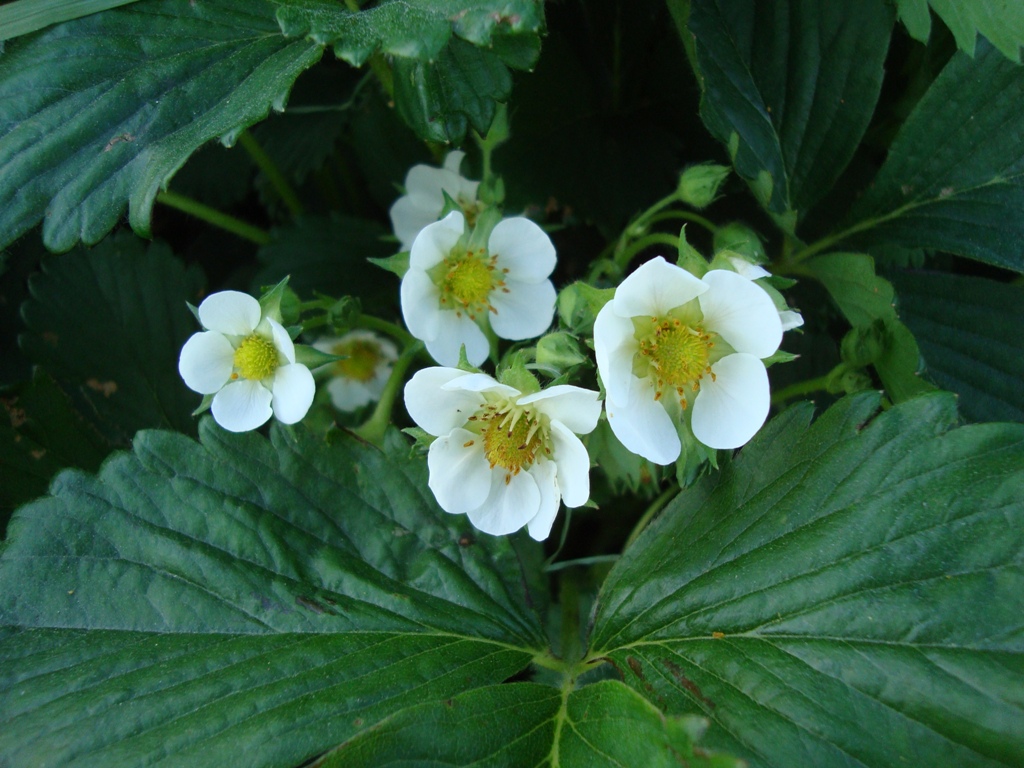 Image of Fragaria &times; ananassa specimen.