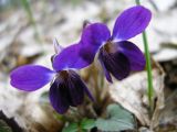 genus Viola