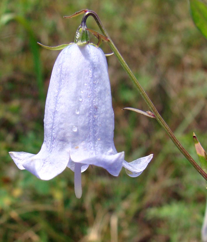 Image of Adenophora himalayana specimen.