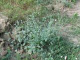 Heliotropium europaeum. Цветущее растение. Украина, г. Запорожье, недалеко от Областной больницы. 30.07.2011.