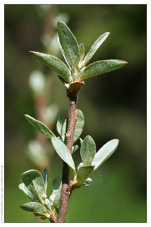 Image of Elaeagnus commutata specimen.