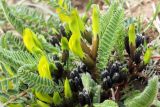 Astragalus macronyx