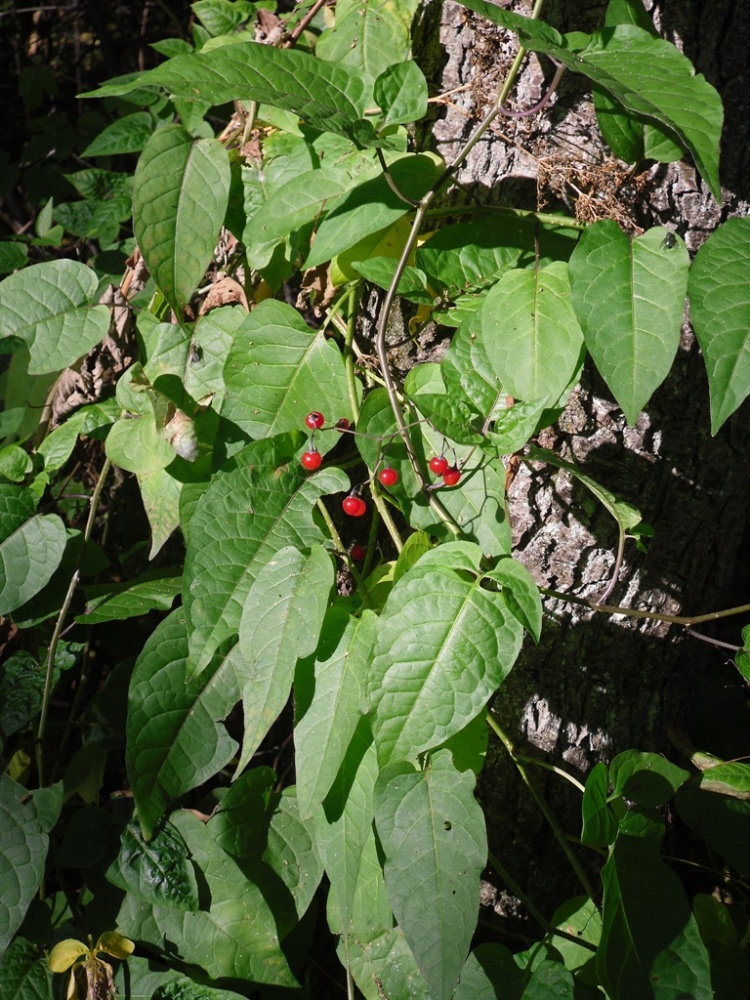 Image of Solanum dulcamara specimen.