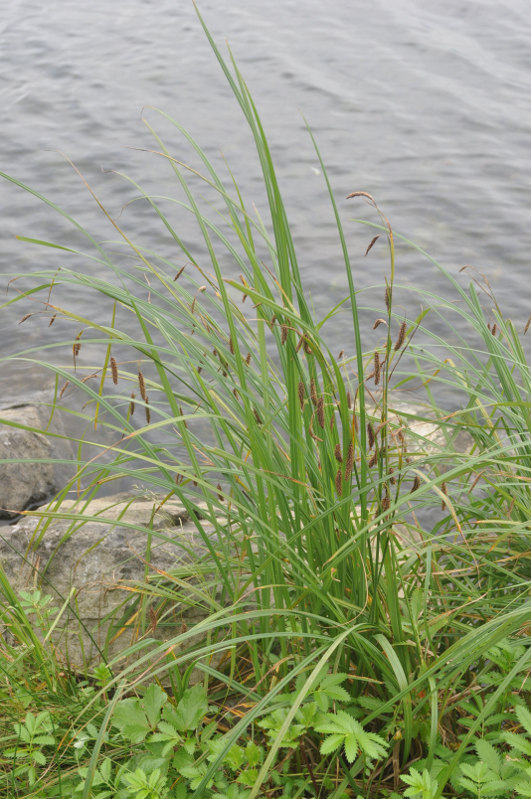 Image of Carex cryptocarpa specimen.