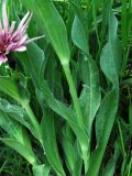 Tragopogon malikus