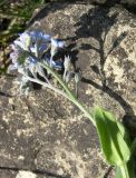 Myosotis arvensis