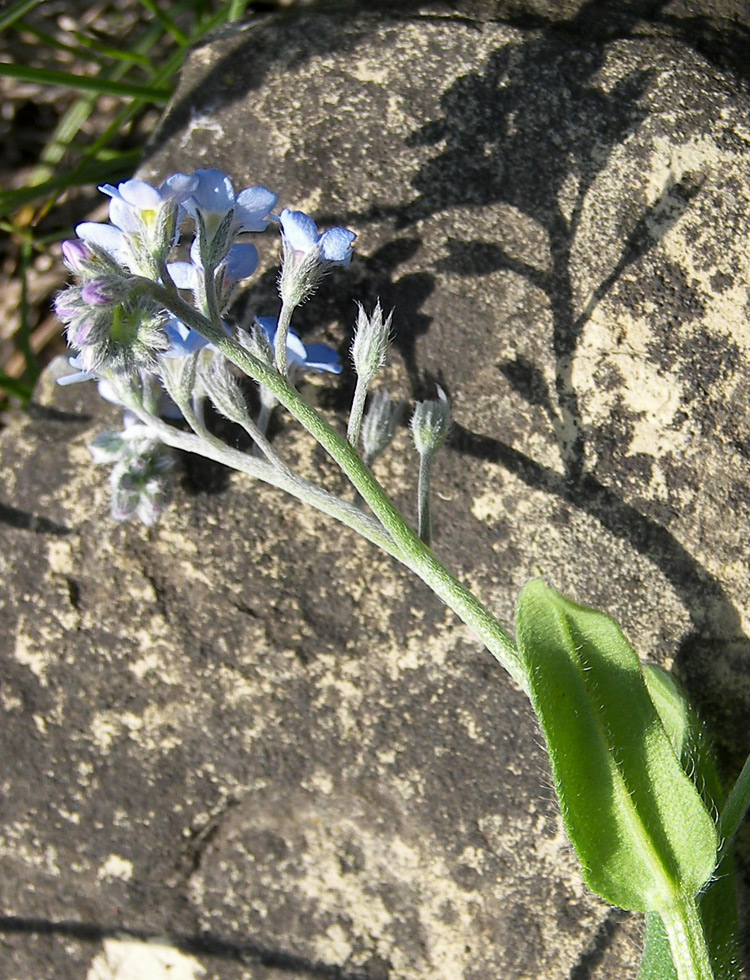 Изображение особи Myosotis arvensis.