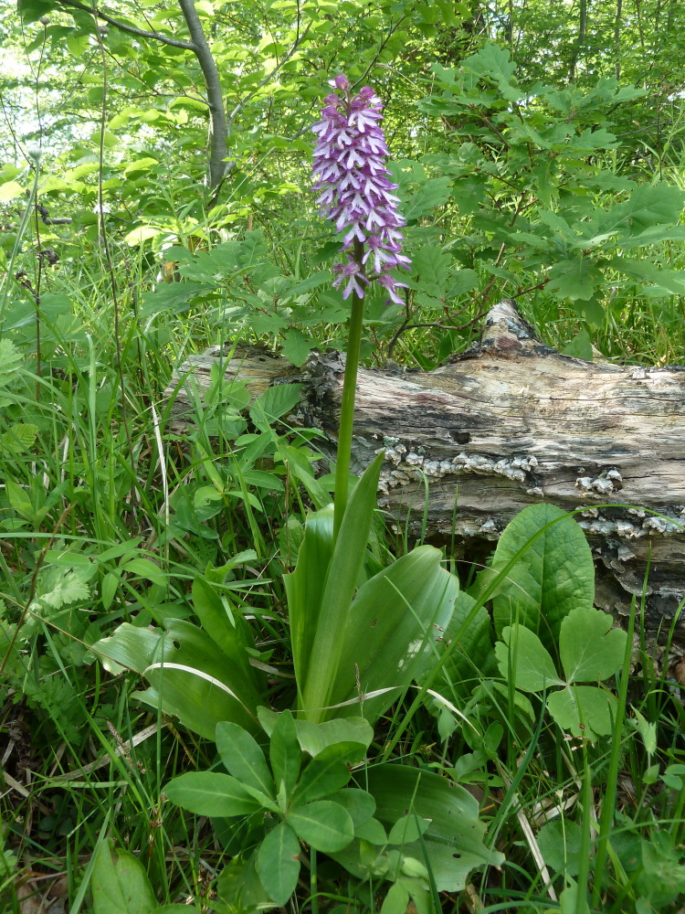 Image of Orchis purpurea ssp. caucasica specimen.