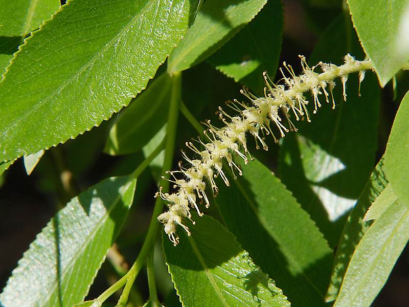 Изображение особи Salix fragilis var. sphaerica.