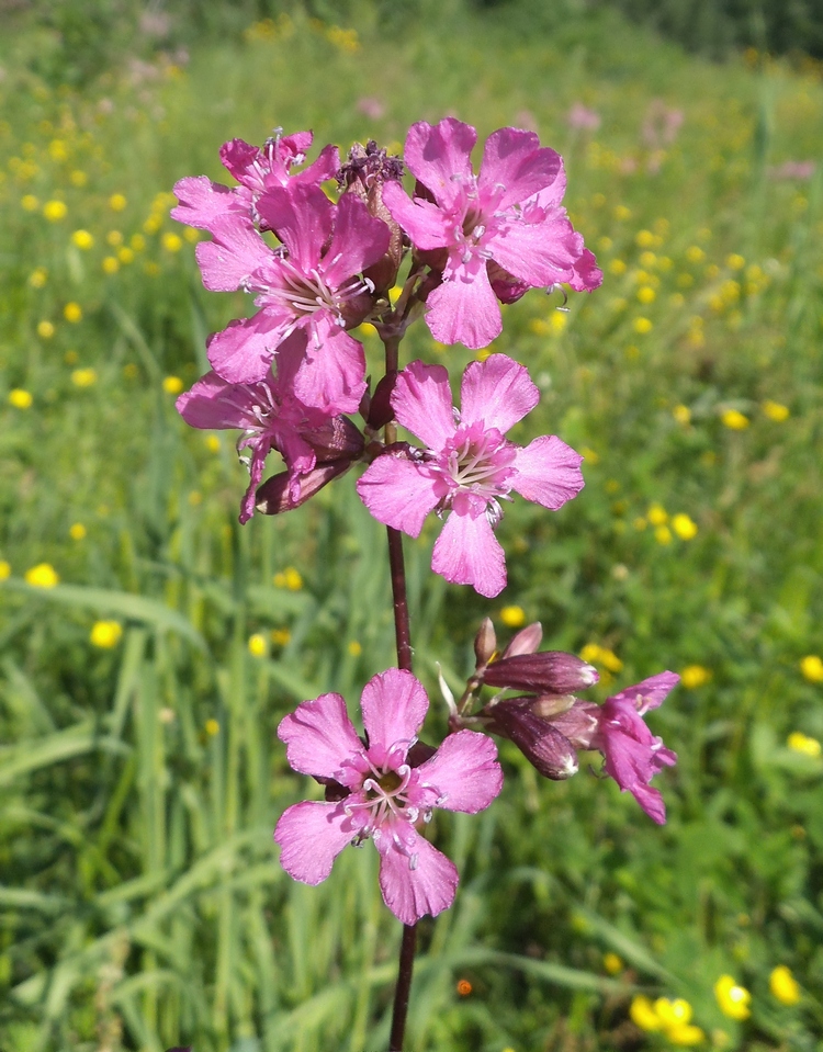 Изображение особи Viscaria vulgaris.