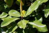 Magnolia grandiflora