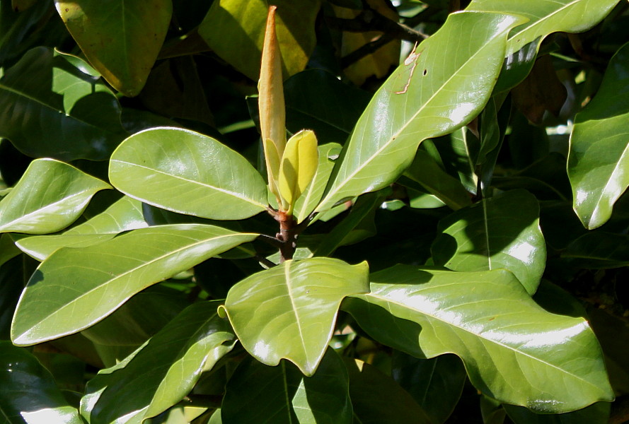 Изображение особи Magnolia grandiflora.