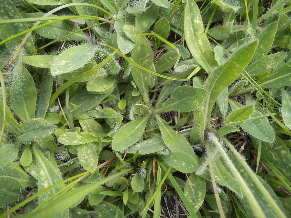 Image of Pilosella officinarum specimen.