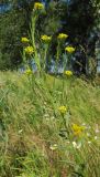 Erysimum hieraciifolium. Верхушка цветущего растения. Татарстан, Бавлинский р-н. 01.07.2013.