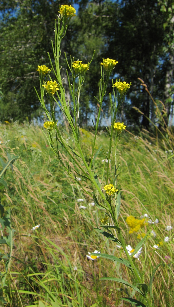 Image of Erysimum hieraciifolium specimen.