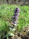 Ajuga orientalis