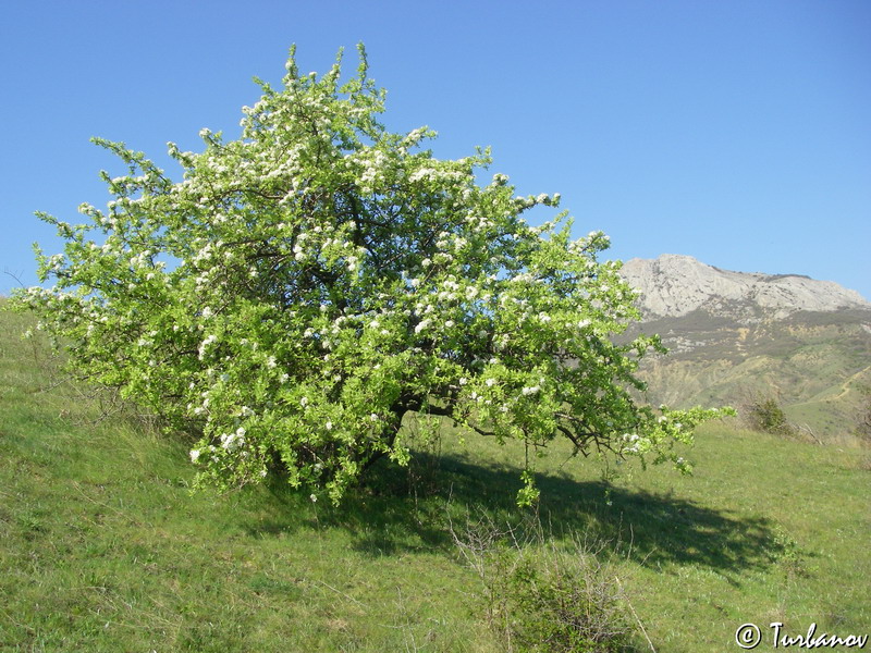 Изображение особи Pyrus elaeagrifolia.