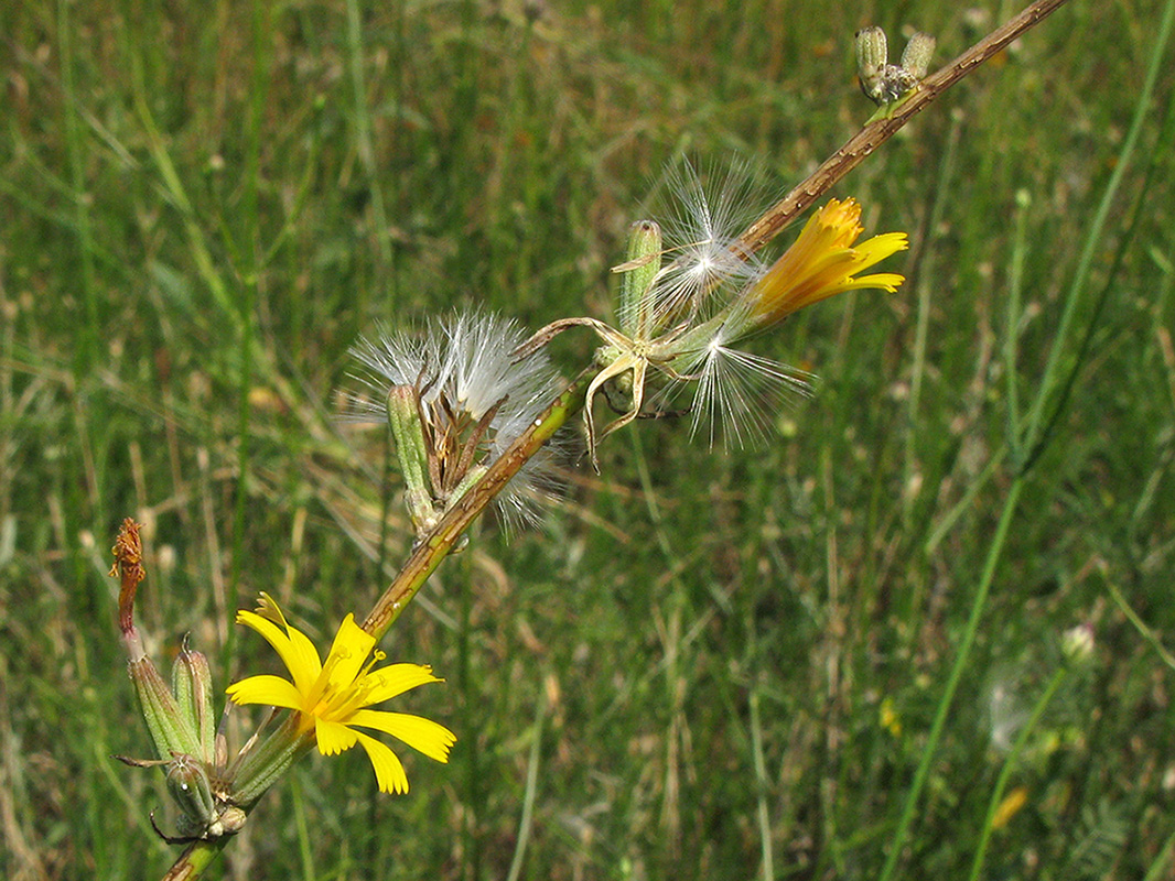 Изображение особи Chondrilla juncea.