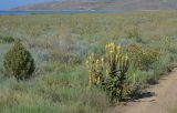 Verbascum ovalifolium