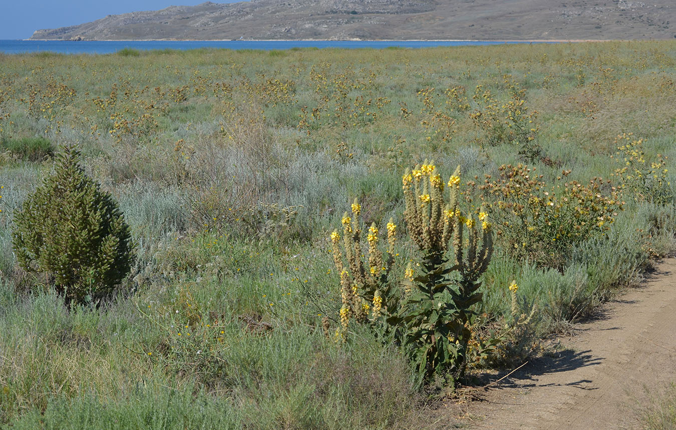 Image of Verbascum ovalifolium specimen.