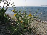 Glaucium flavum. Цветущее и плодоносящее растение. Краснодарский край, м/о Анапа, окр. пос. Б. Утриш, остров с маяком, на пляже. 09.08.2013.