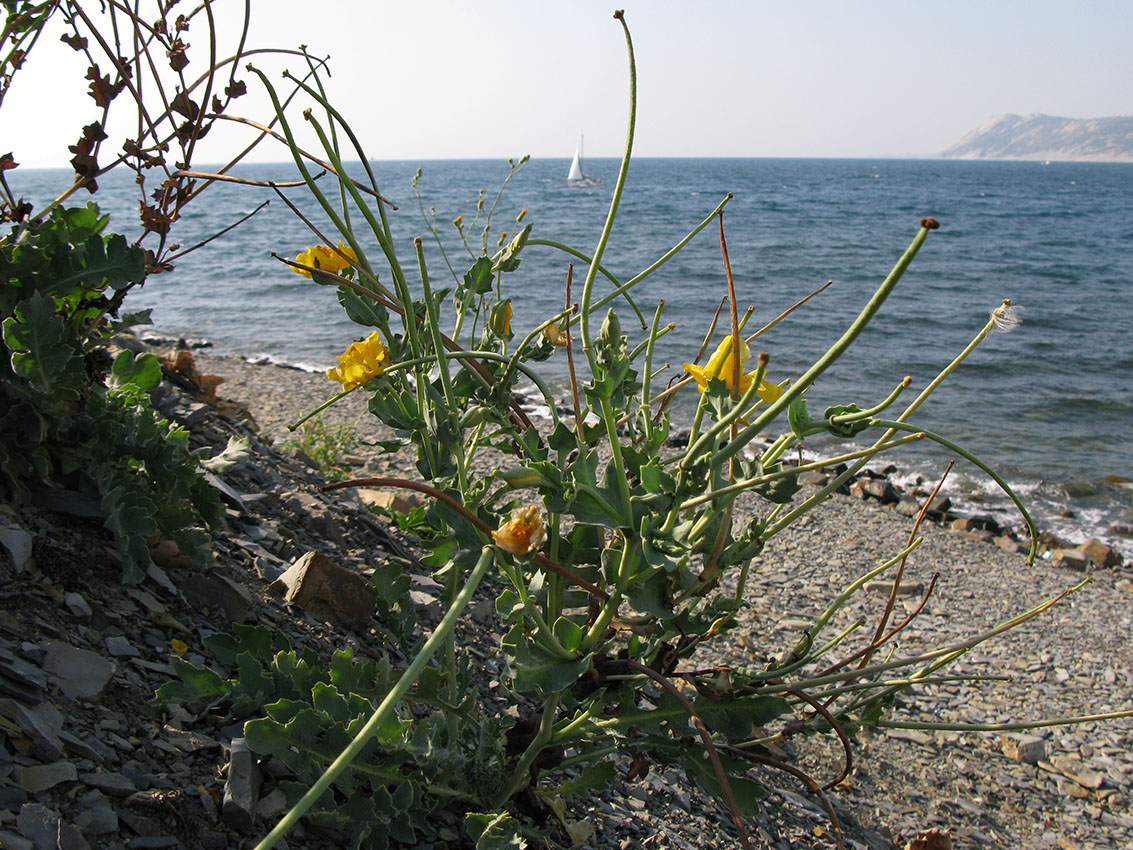 Изображение особи Glaucium flavum.